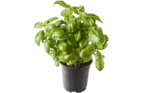 BIO Basilicum in pot doos 2st